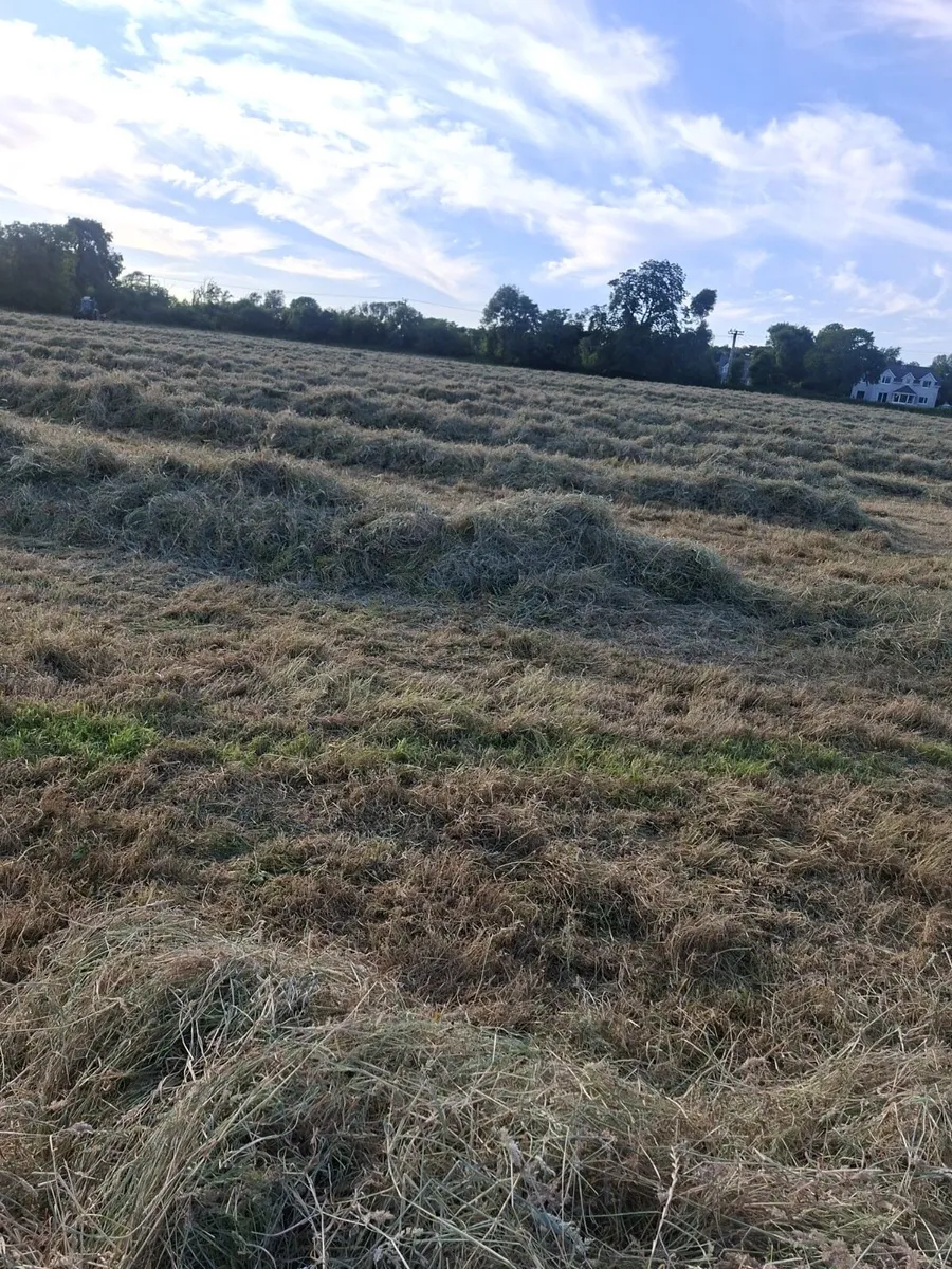 Hay - Image 2