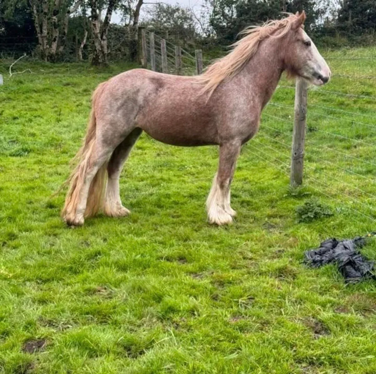 Strawberry roan mare - Image 1