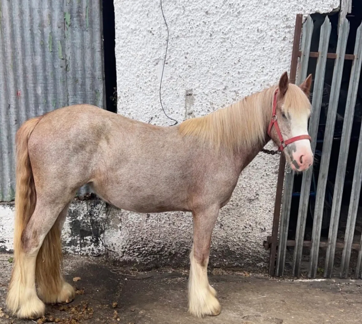 Strawberry roan mare - Image 2