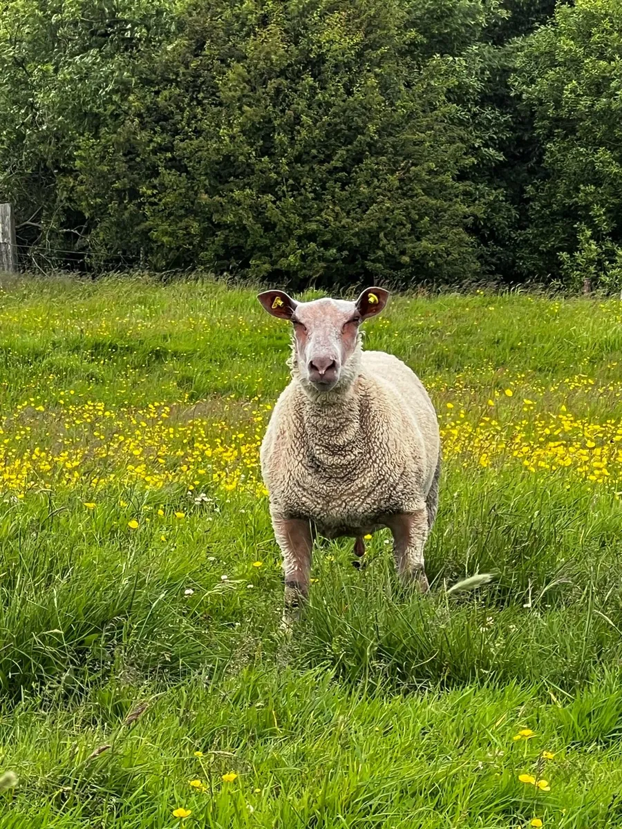 Pedigree Charollais ram lamb for sale - Image 2