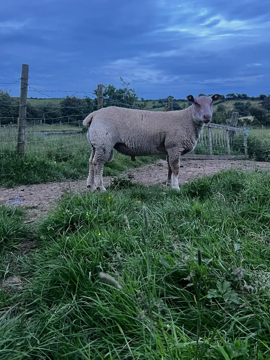 Pedigree Charollais ram lamb for sale - Image 1