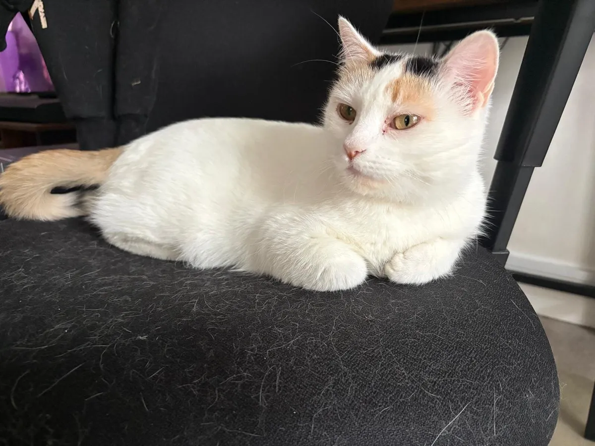 Nougat 1 year old girl - Image 1