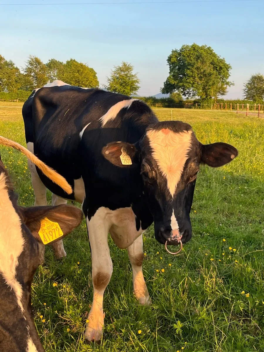 Fresian Bull - Image 1