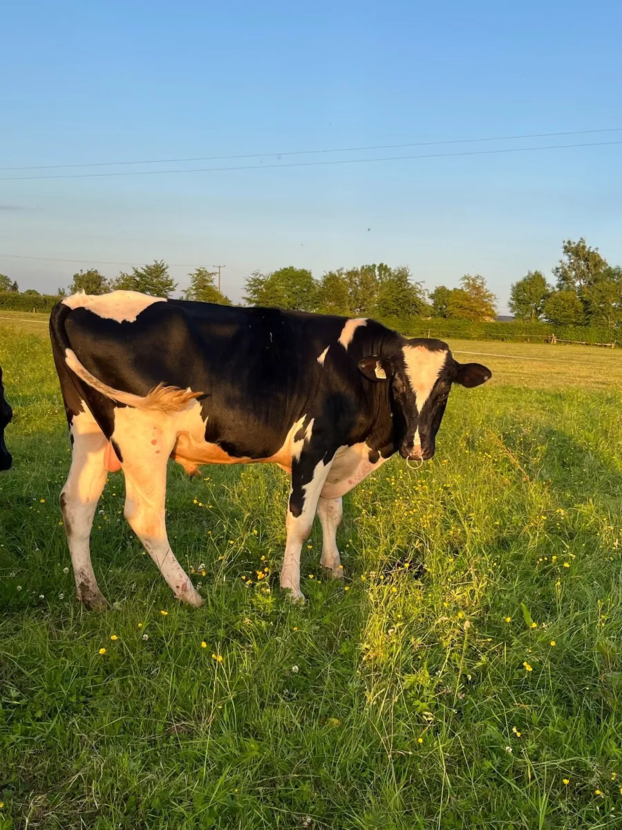 Fresian Bull - Image 2