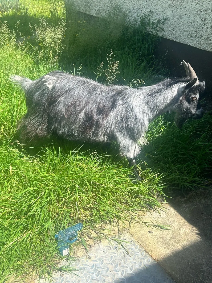 Pygmy goats - Image 3