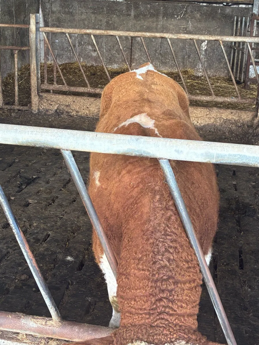 PBR Simmental bull - Image 2
