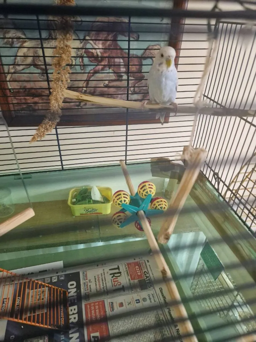Budgie and cage food - Image 2