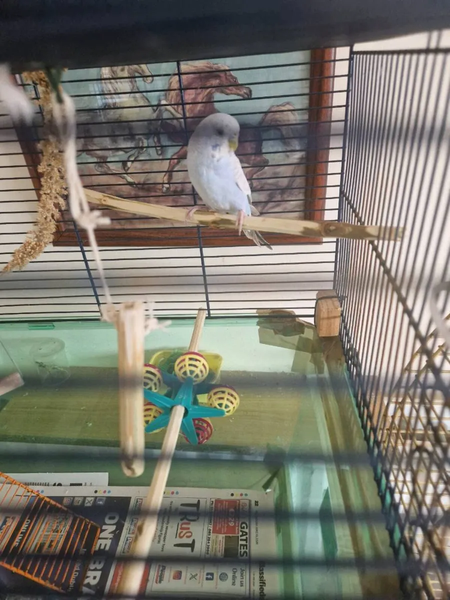 Budgie and cage food - Image 3