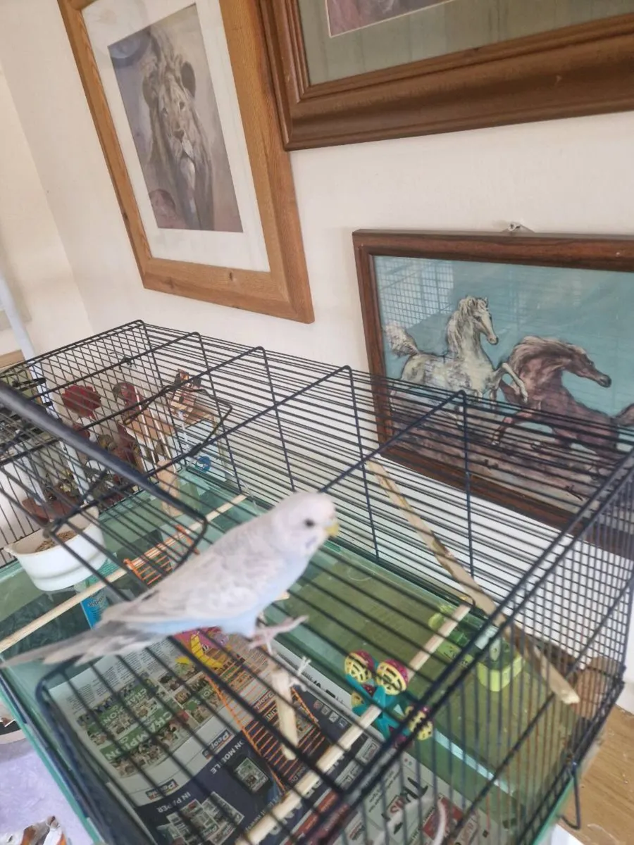 Budgie and cage food - Image 1