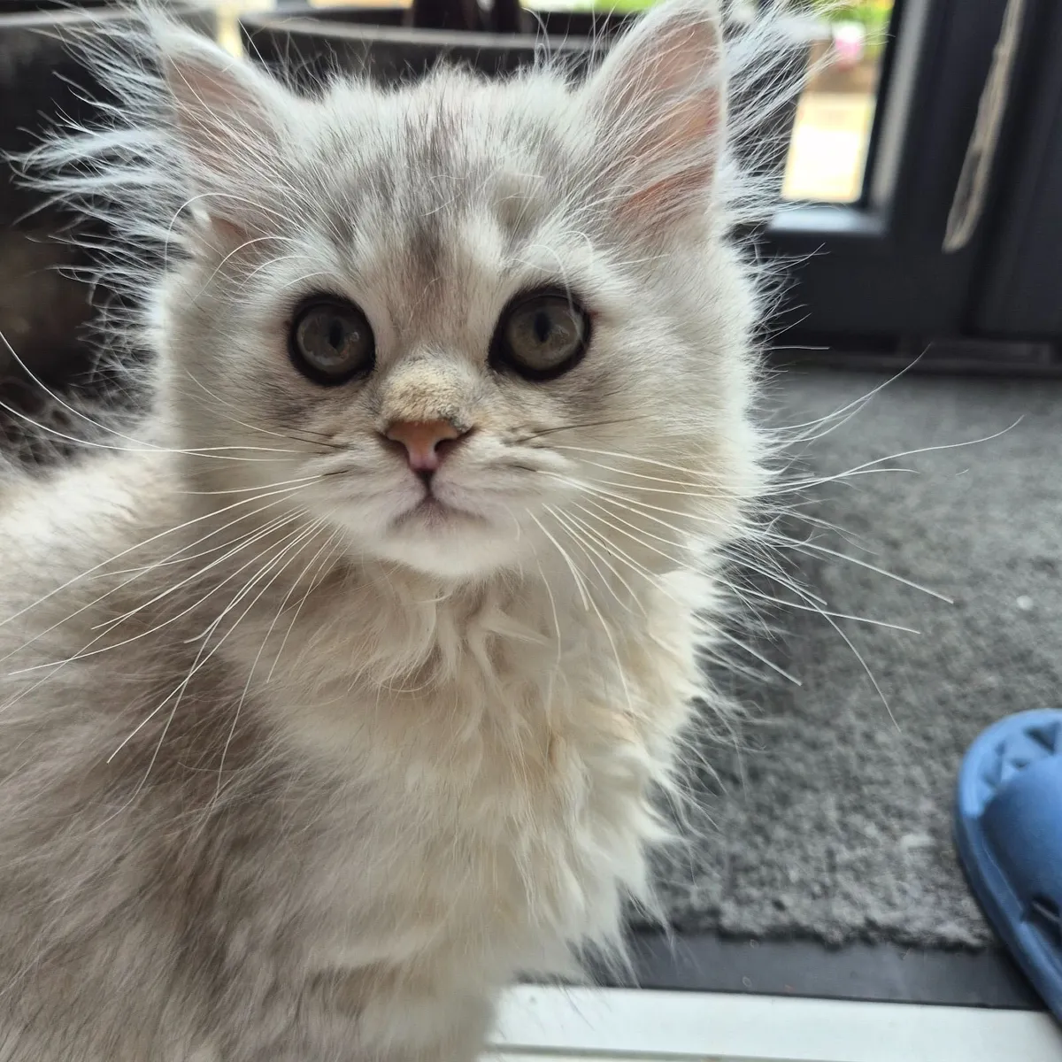 Silver British  kittens,long hair. - Image 1