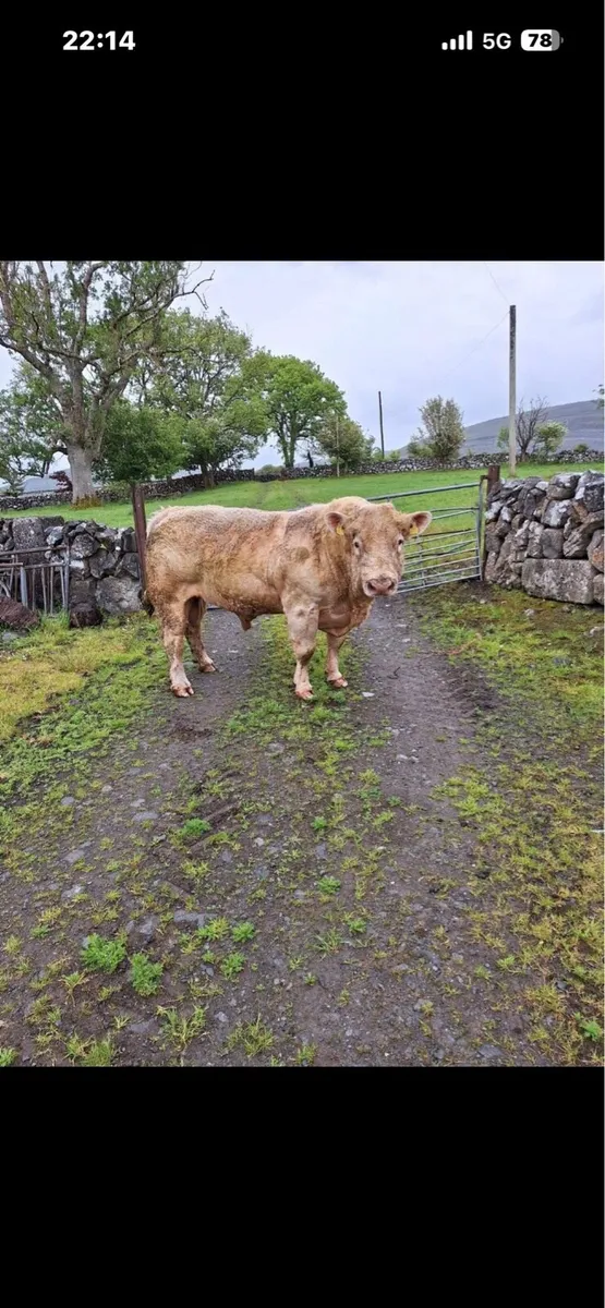 Charolais bull - Image 1