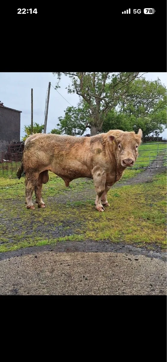 Charolais bull - Image 4