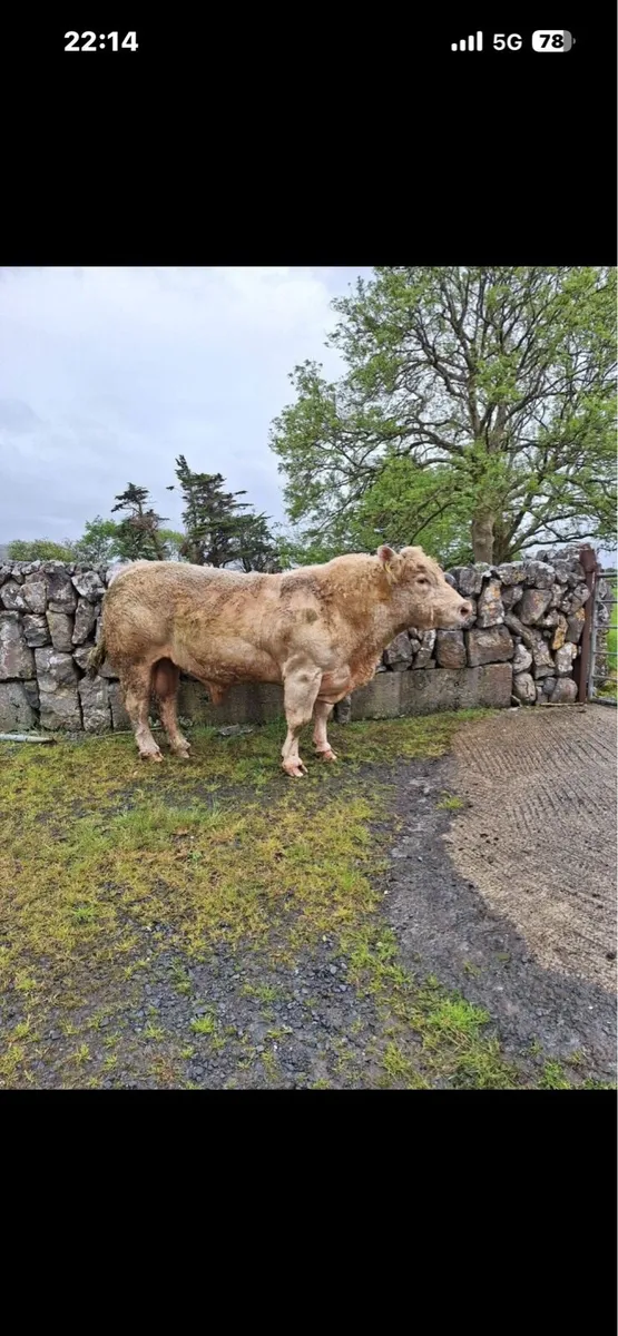 Charolais bull - Image 2