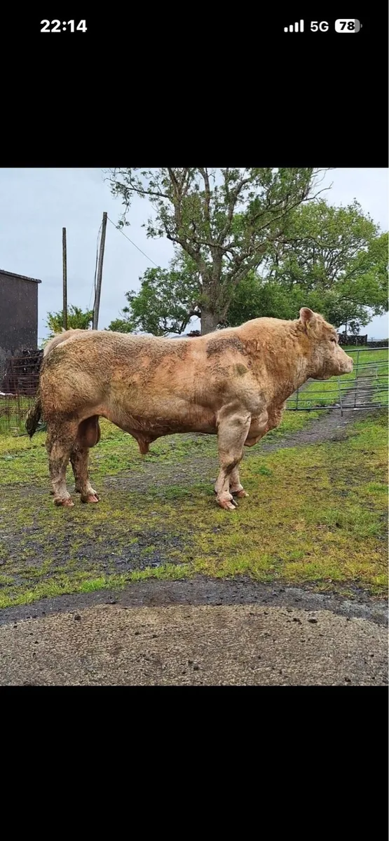 Charolais bull - Image 3