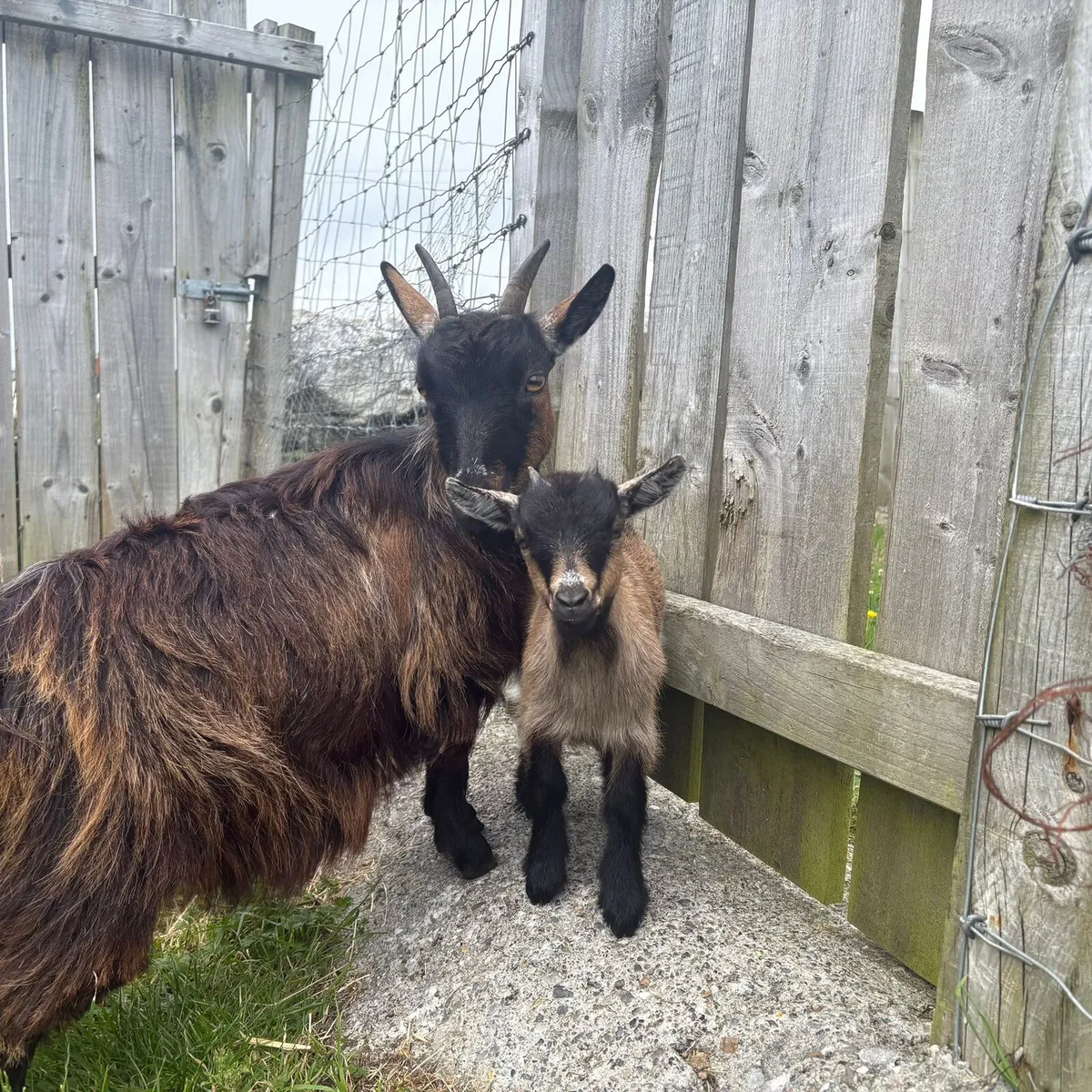 Female pygmy goat €300 - Image 1