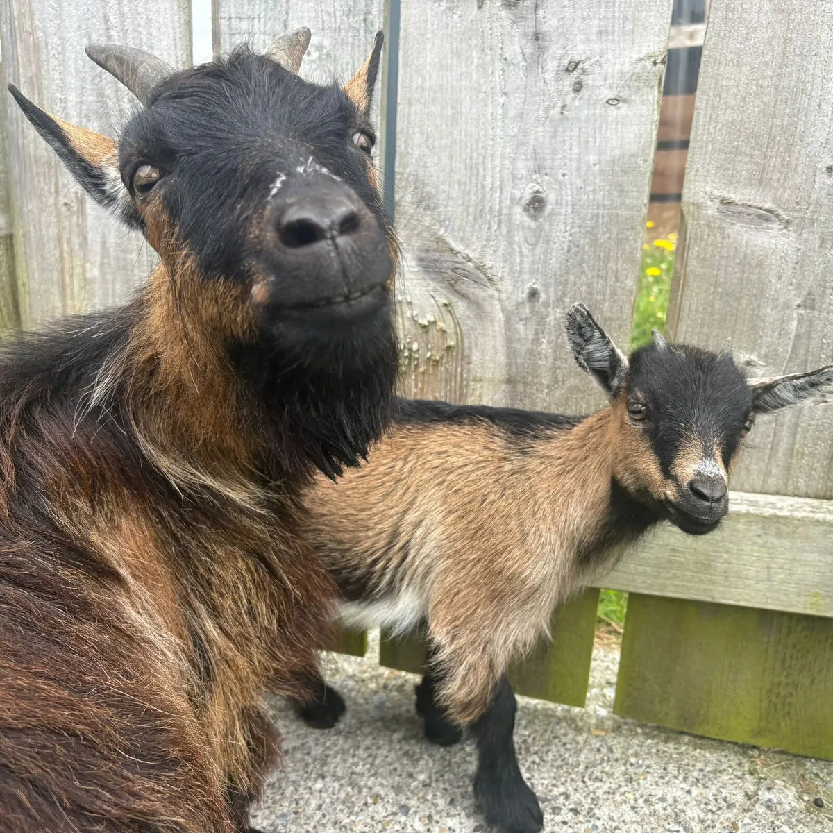 Tiny female pygmy goats - Image 1