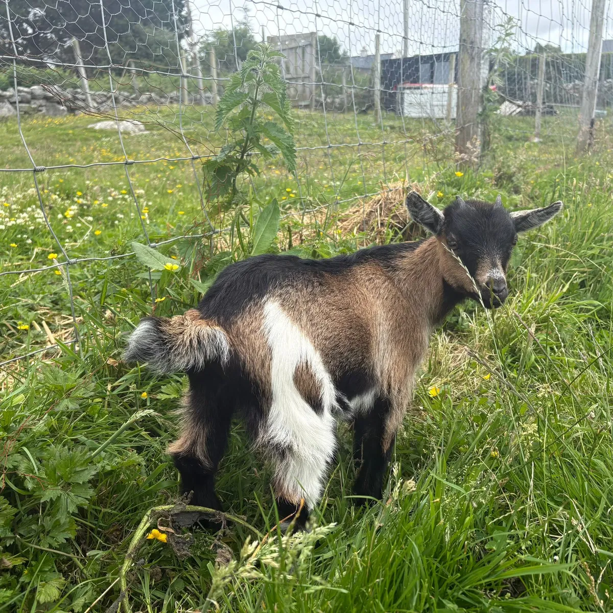 Tiny female pygmy goats - Image 2