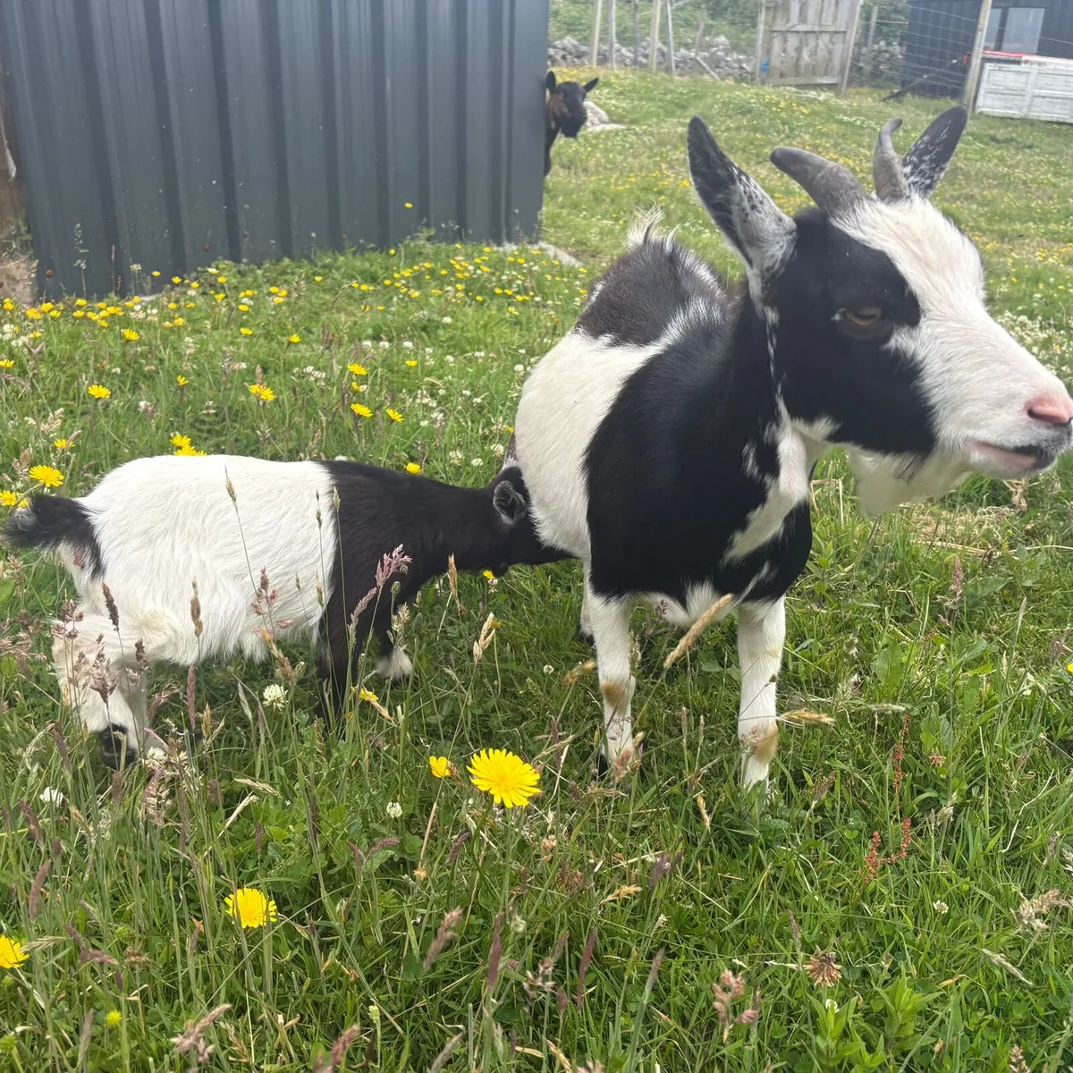 Tiny female pygmy goats - Image 4