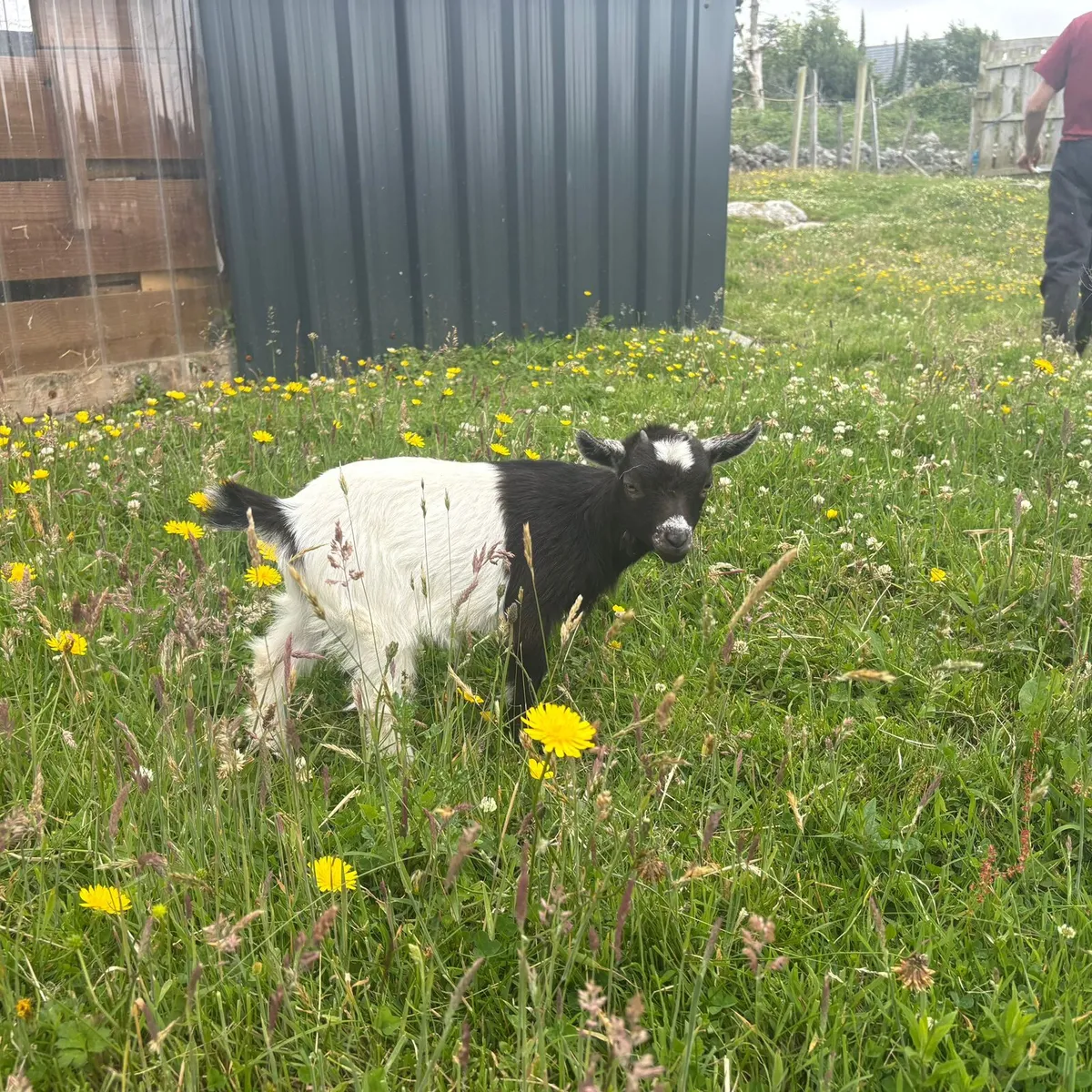 Tiny female pygmy goats - Image 3