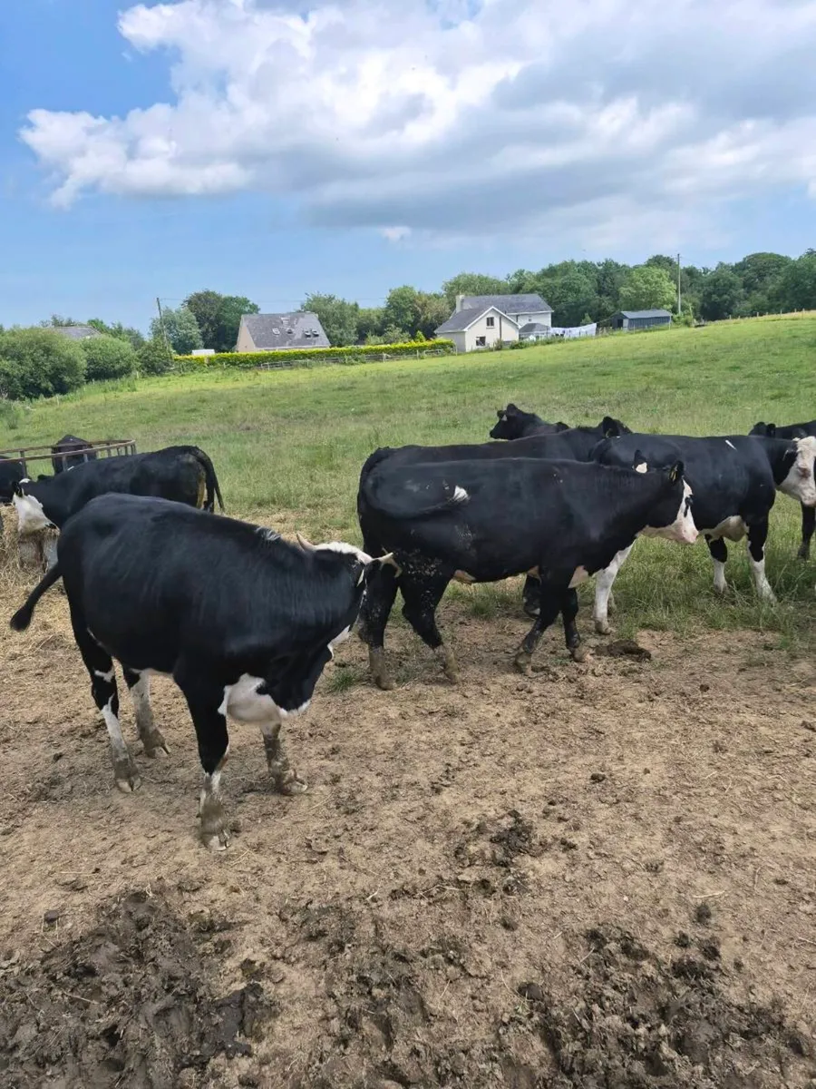 Heifers - Image 2