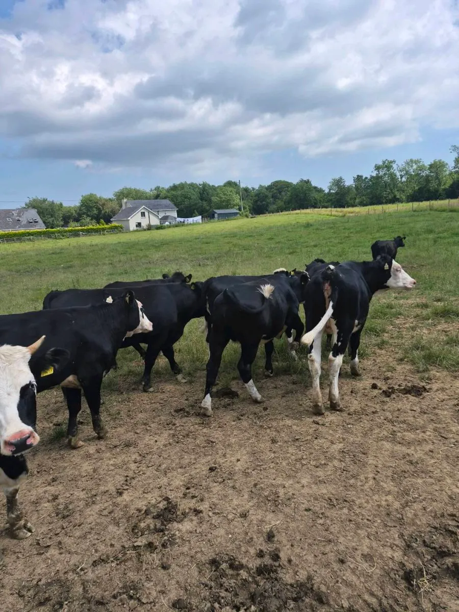 Heifers - Image 3
