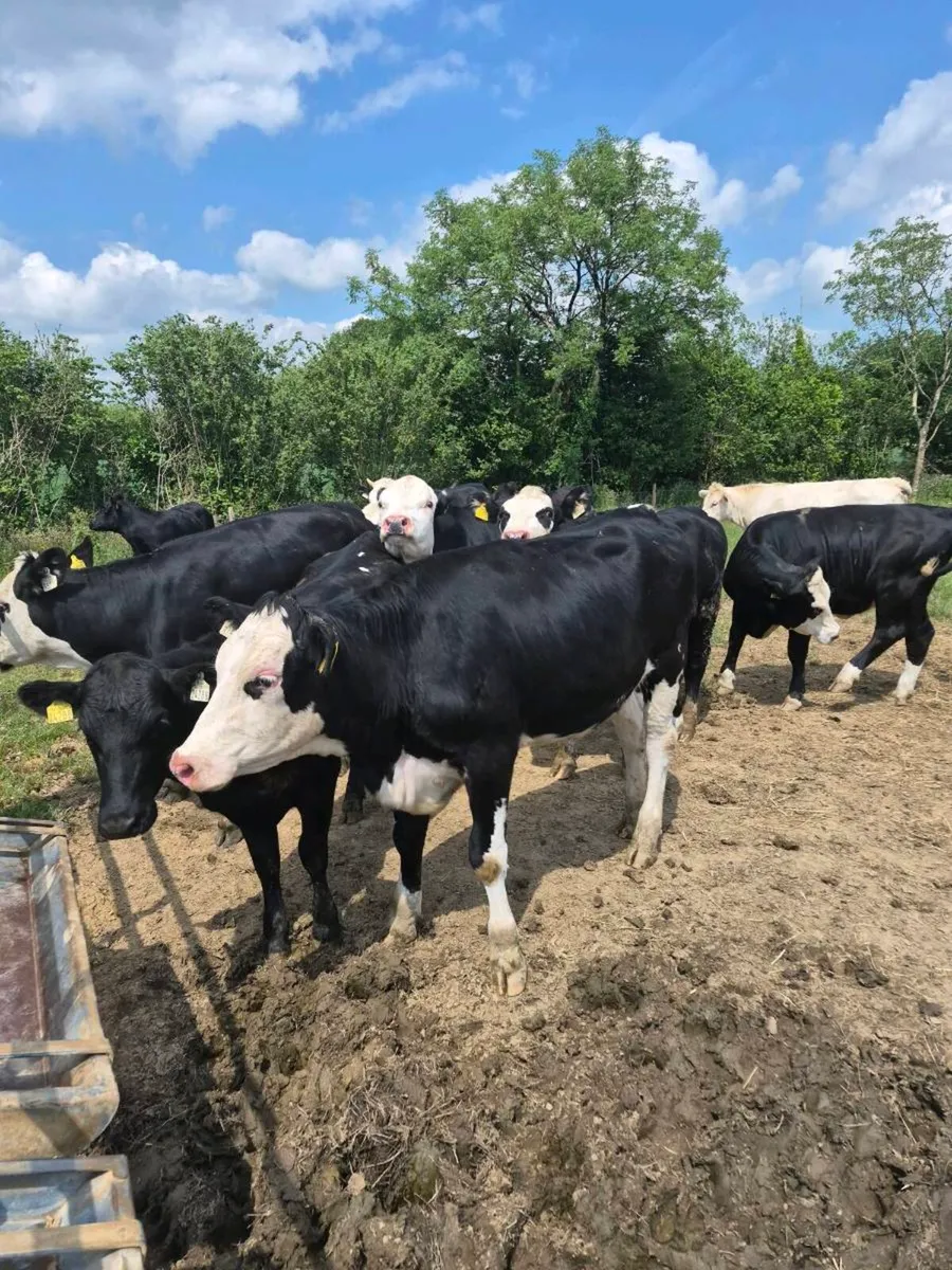 Heifers - Image 4