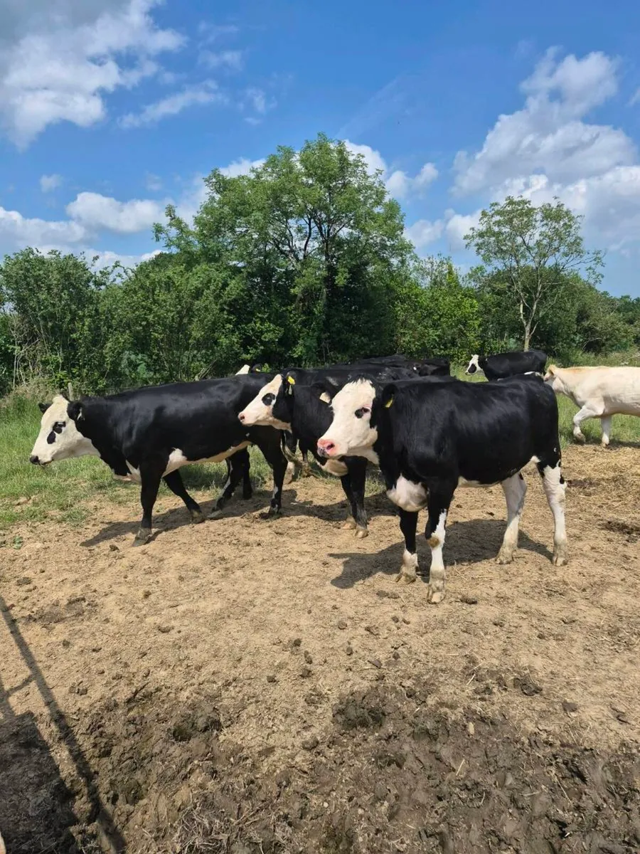 Heifers - Image 1