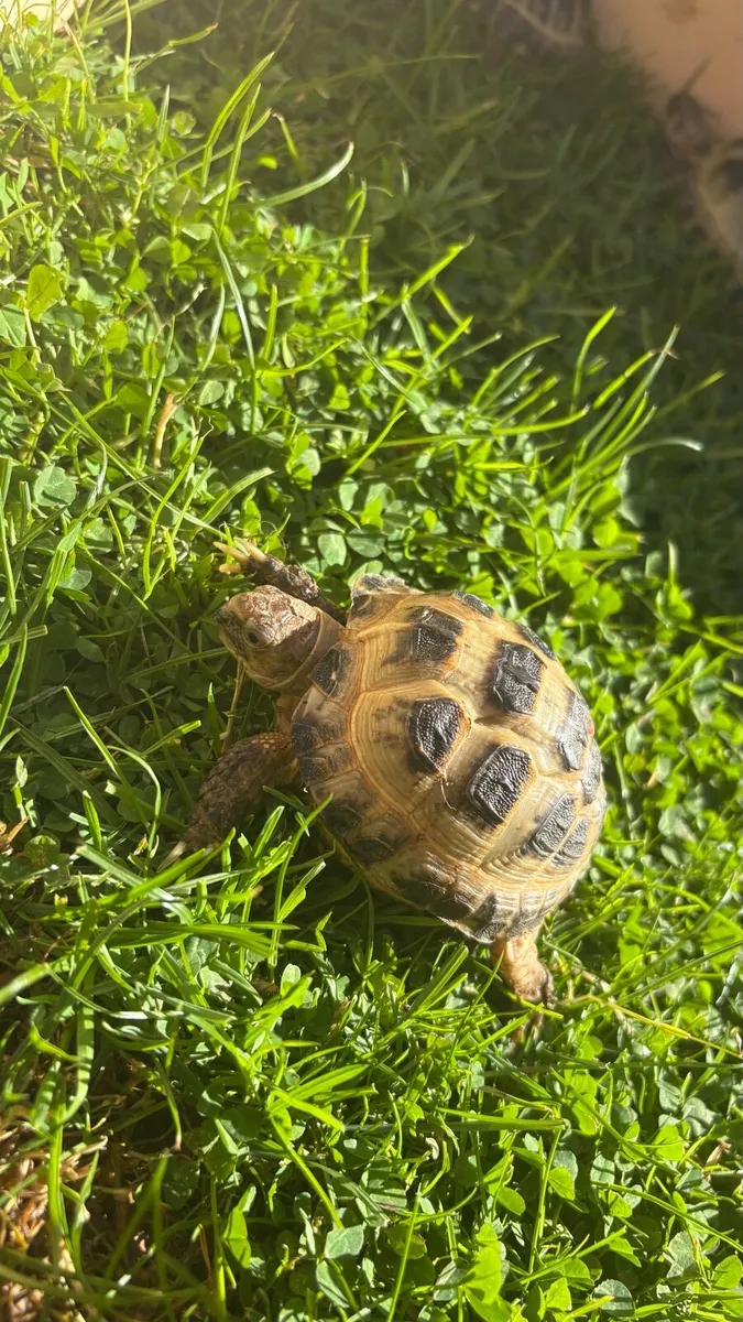 Horsefield Tortoise - Image 1