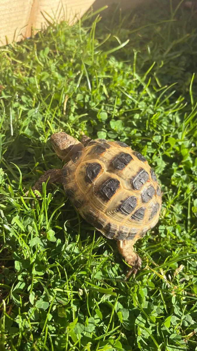 Horsefield Tortoise - Image 2
