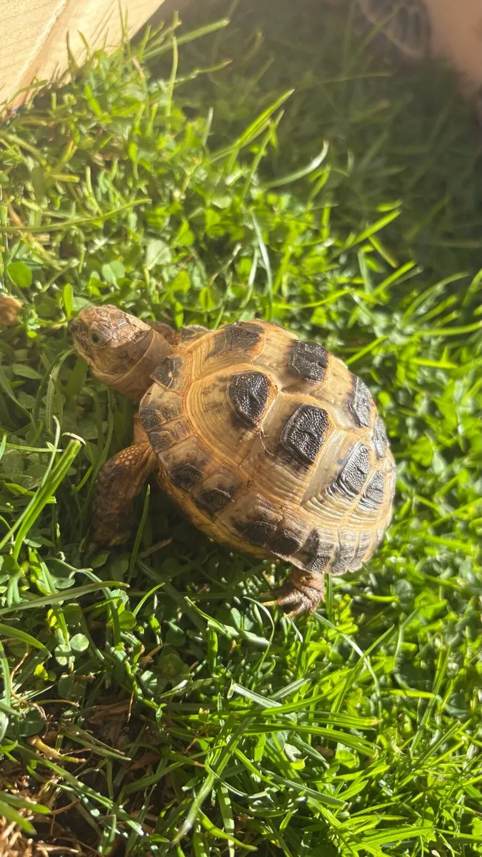 Horsefield Tortoise - Image 3