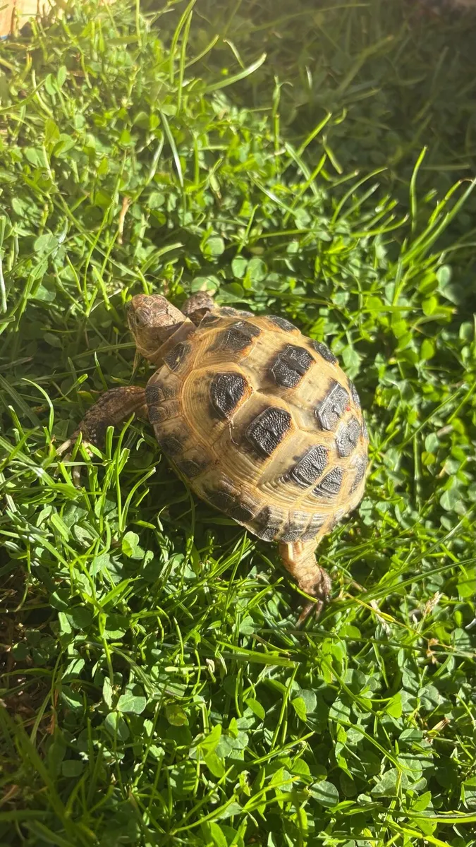 Horsefield Tortoise - Image 4