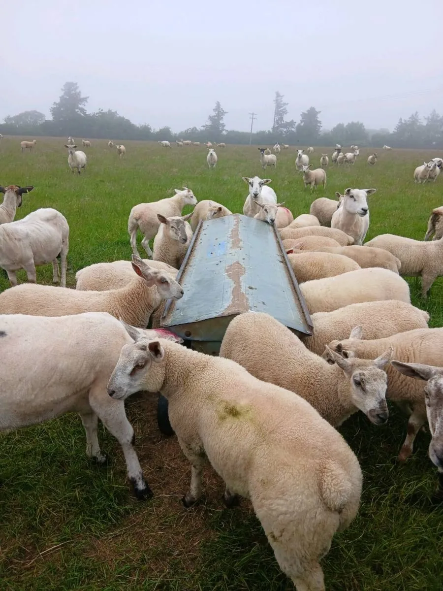 2 lamb creep feeders - Image 1