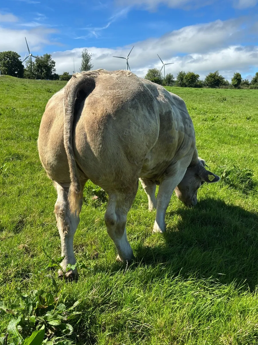 Charlaois show heifer - Image 4