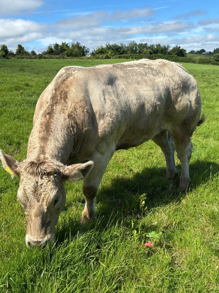 Charlaois show heifer - Image 1