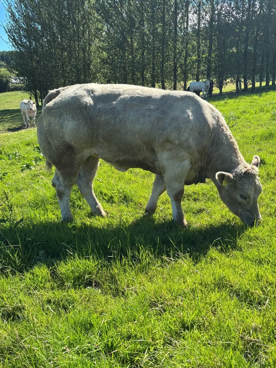 Charlaois show heifer - Image 2