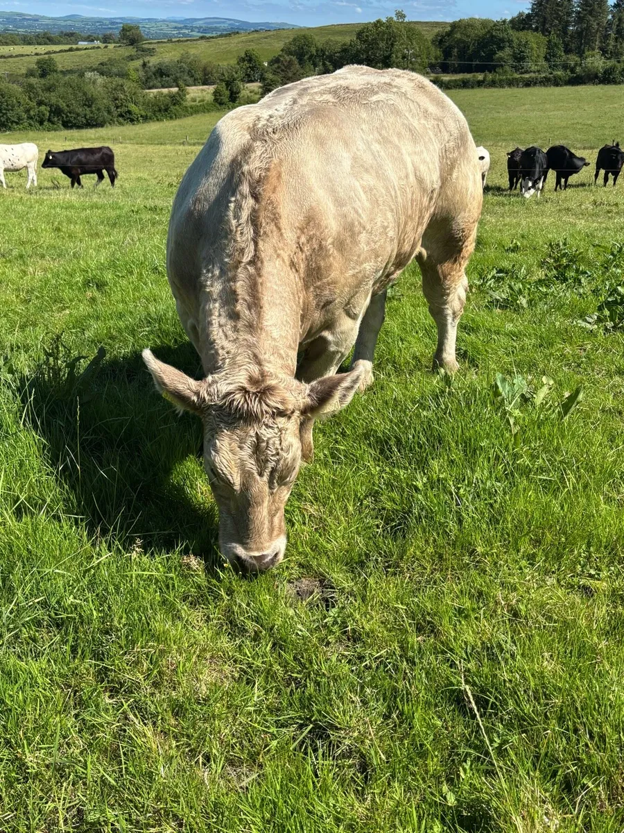 Charlaois show heifer - Image 3