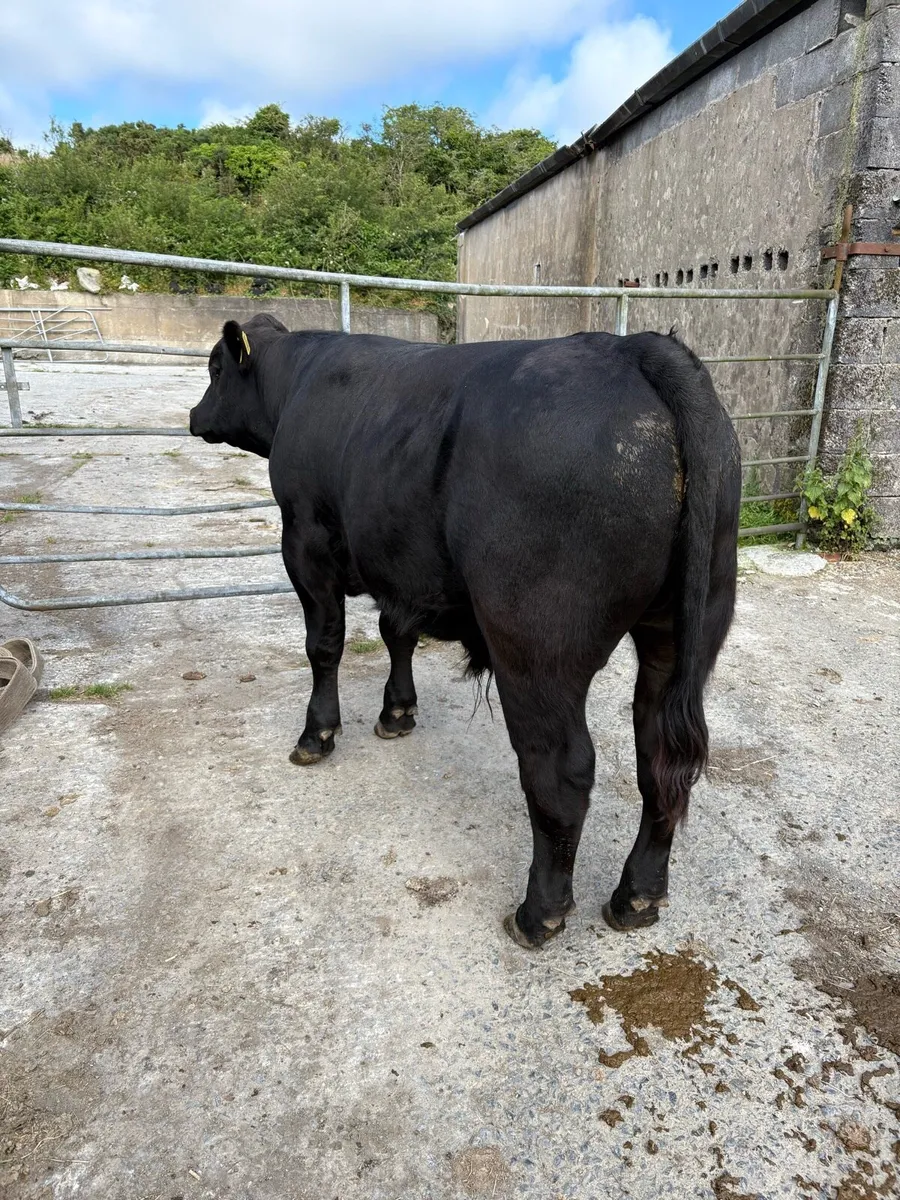Pedigree Angus young bull- Organic - Image 1