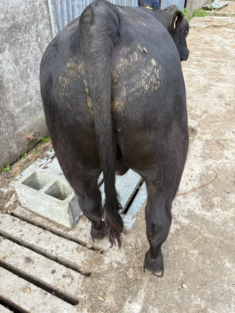 Pedigree Angus young bull- Organic - Image 2