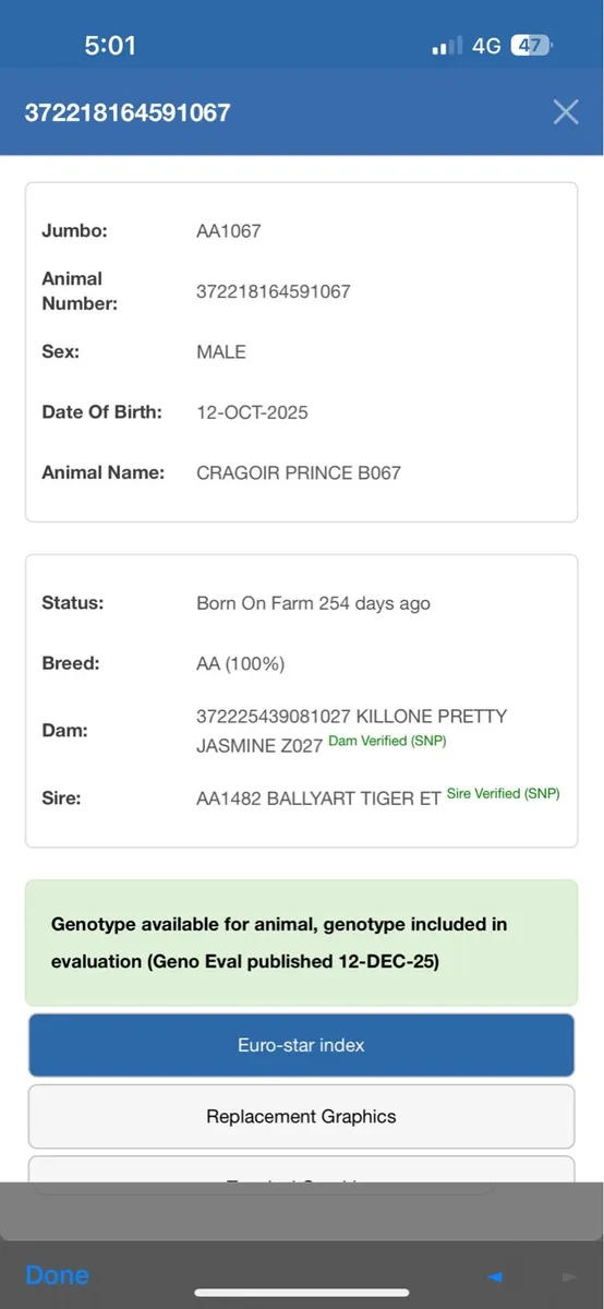 Pedigree Angus young bull- Organic - Image 4