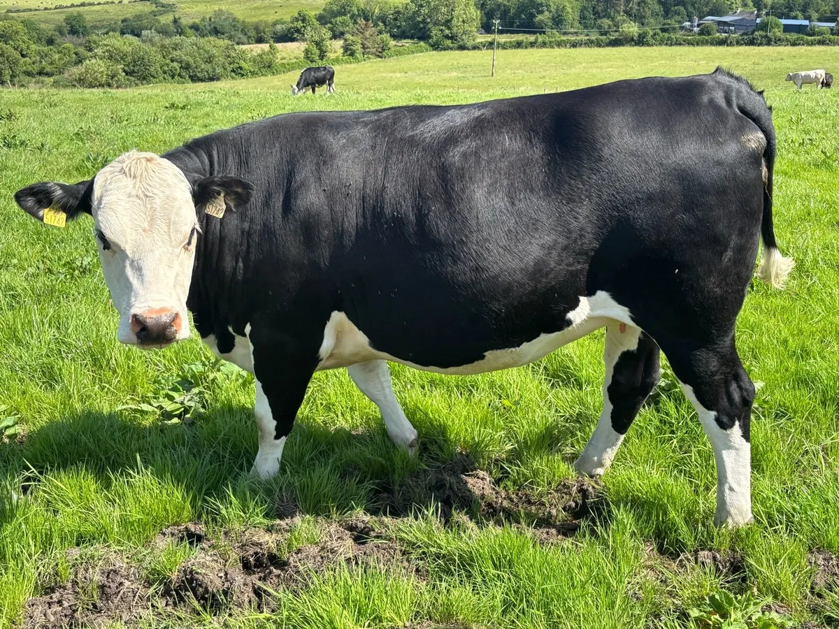 Incalf Recipient carrying VDC Pedigree Blue - Image 1