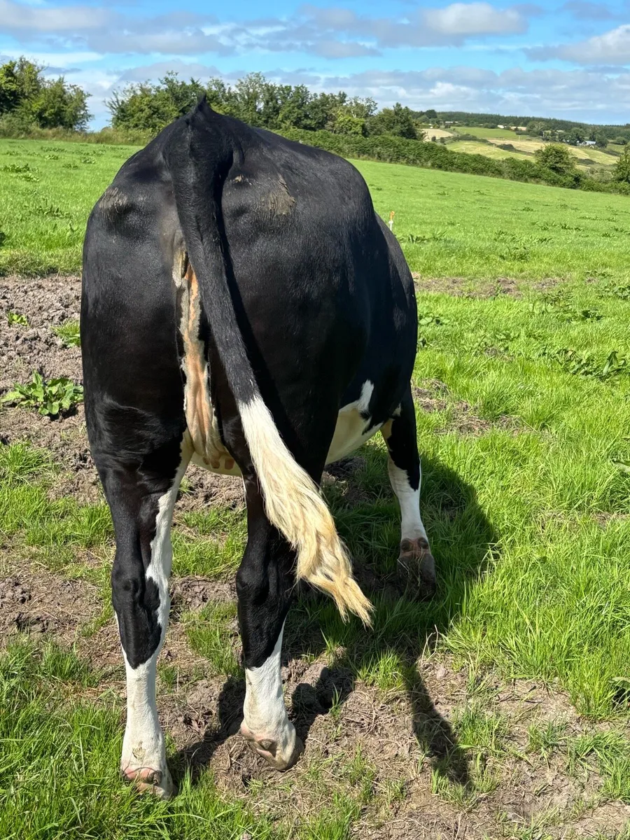 Incalf Recipient carrying VDC Pedigree Blue - Image 2
