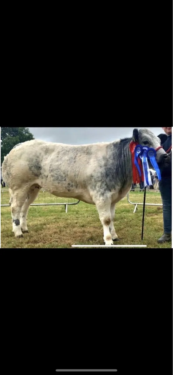 Incalf Recipient carrying VDC Pedigree Blue - Image 3