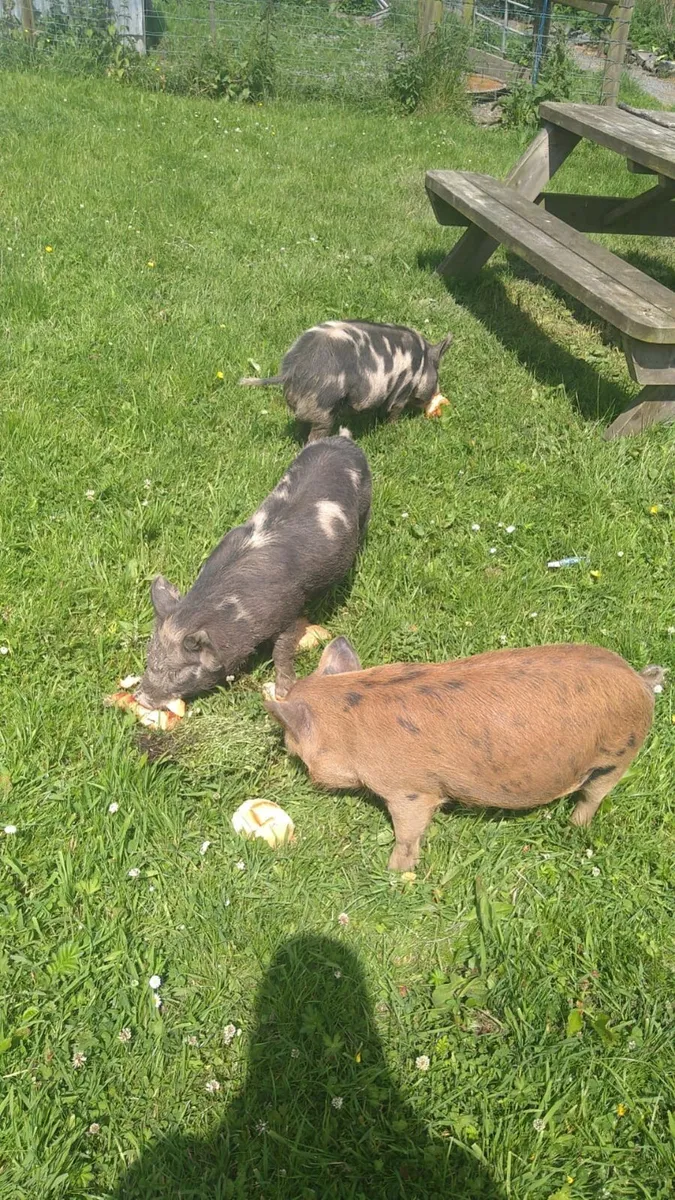 Kune kune piglets - Image 3