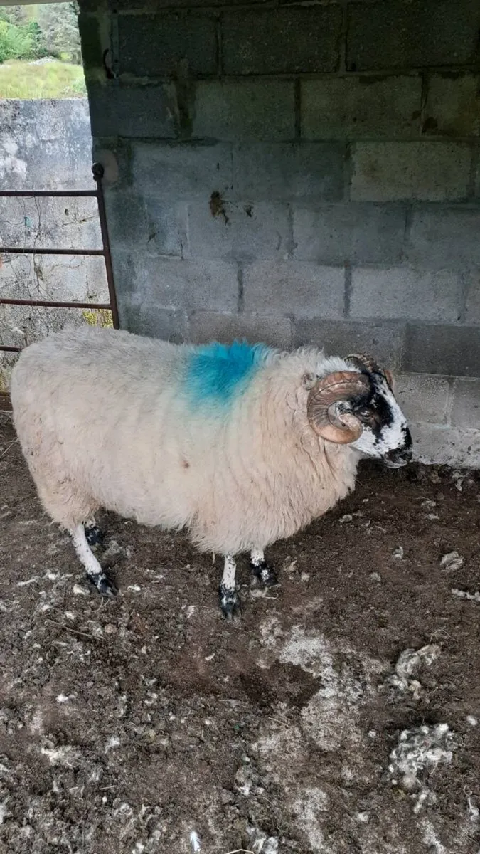 Rams 2 Brockie Hogget Rams. - Image 3