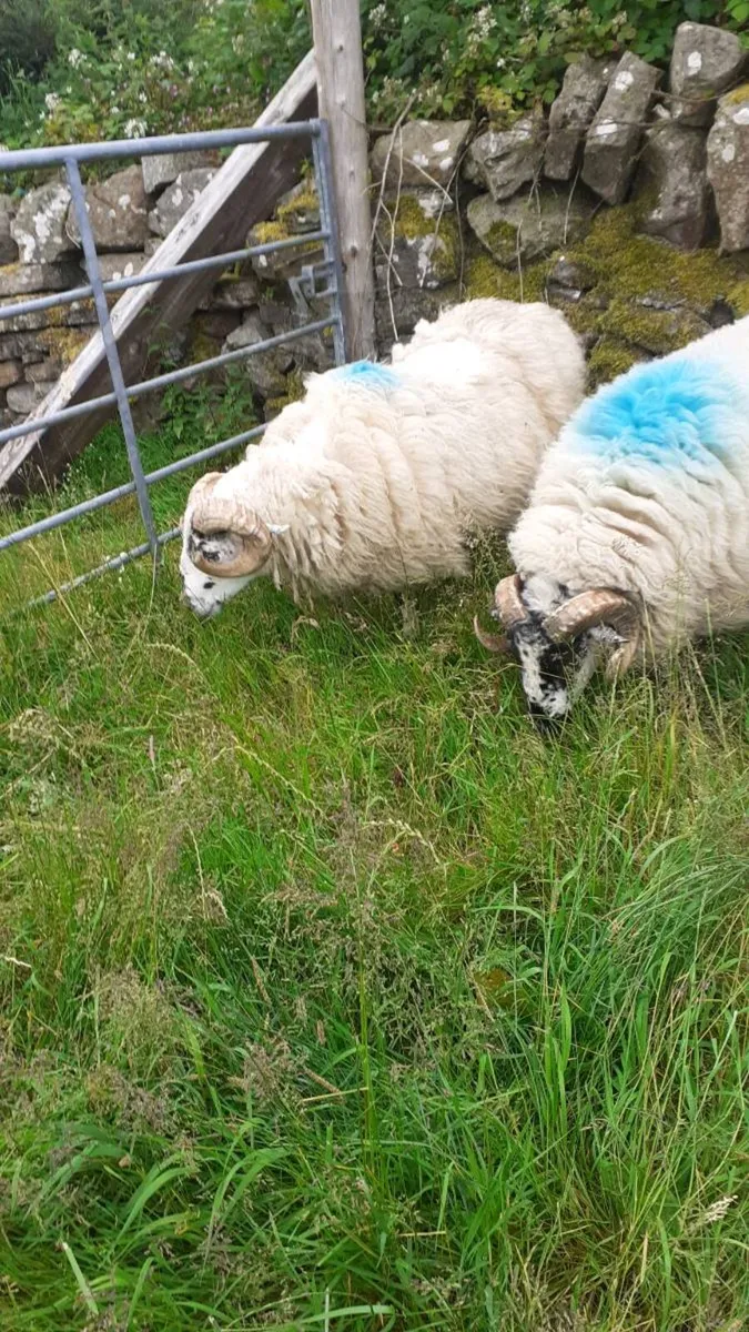 Rams 2 Brockie Hogget Rams. - Image 1