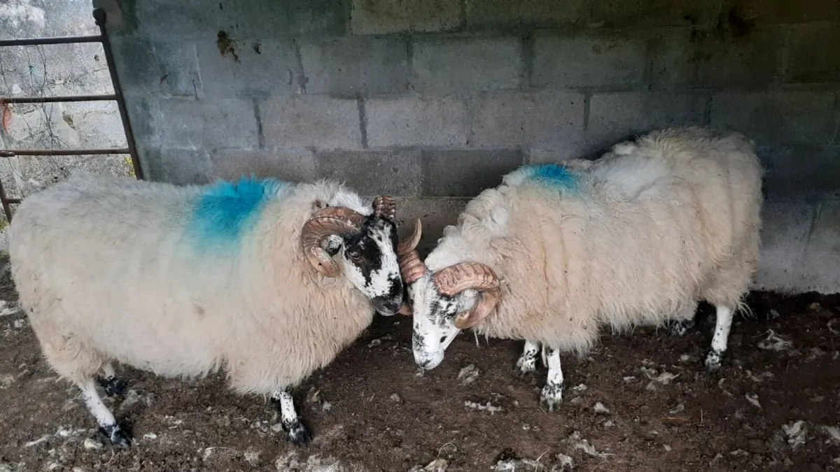 Rams 2 Brockie Hogget Rams. - Image 2