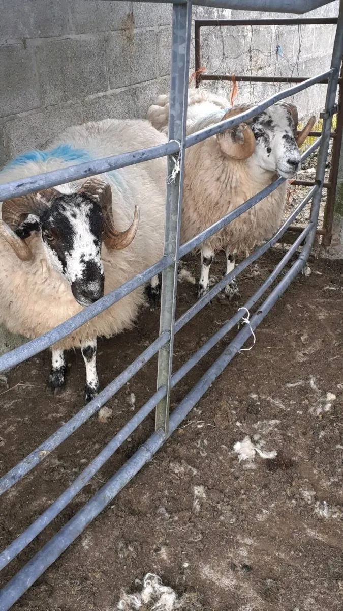 Rams 2 Brockie Hogget Rams. - Image 4