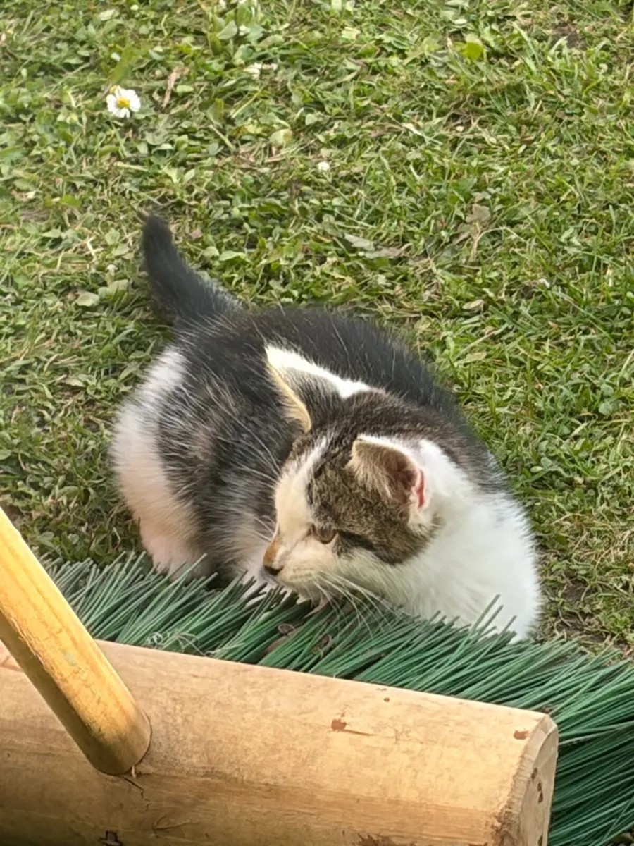 Kitten looking for new home - Image 1