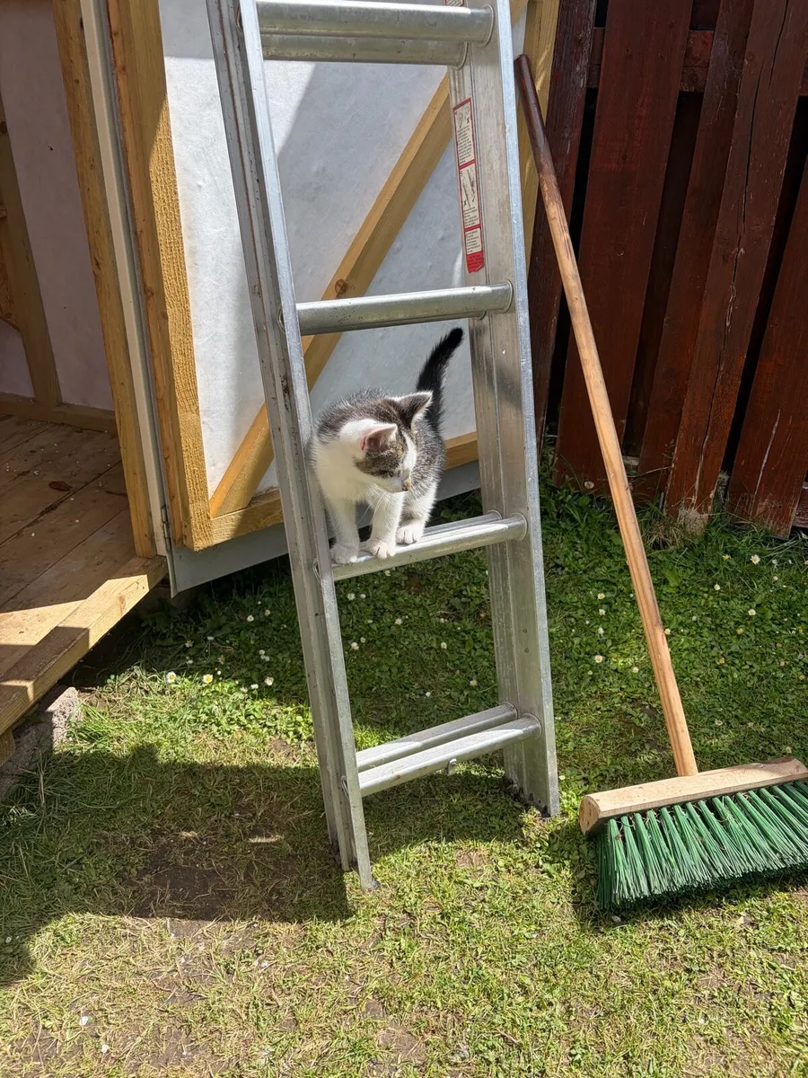Kitten looking for new home - Image 2