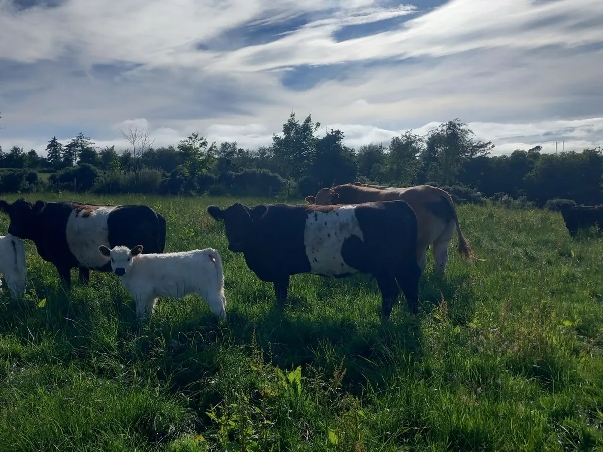 Cattle - Image 1